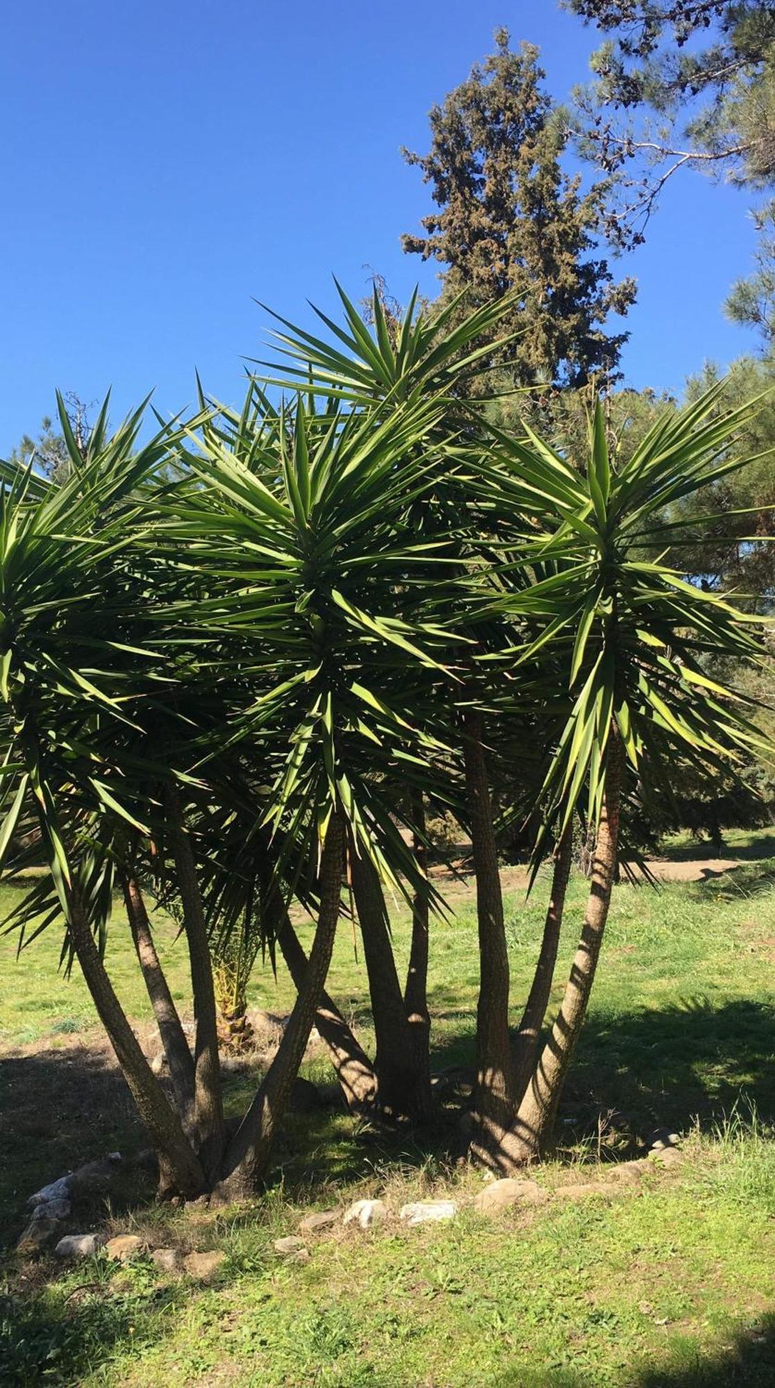 Casa Natura Ammouliani Esterno foto